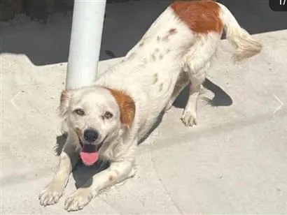 Cachorro raça SRD-ViraLata idade 2 anos nome Duque