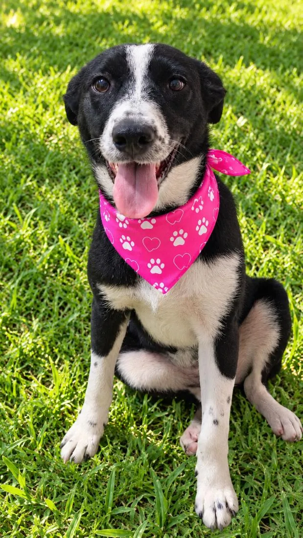 Cachorro raça SRD-ViraLata idade 1 ano nome Doroty