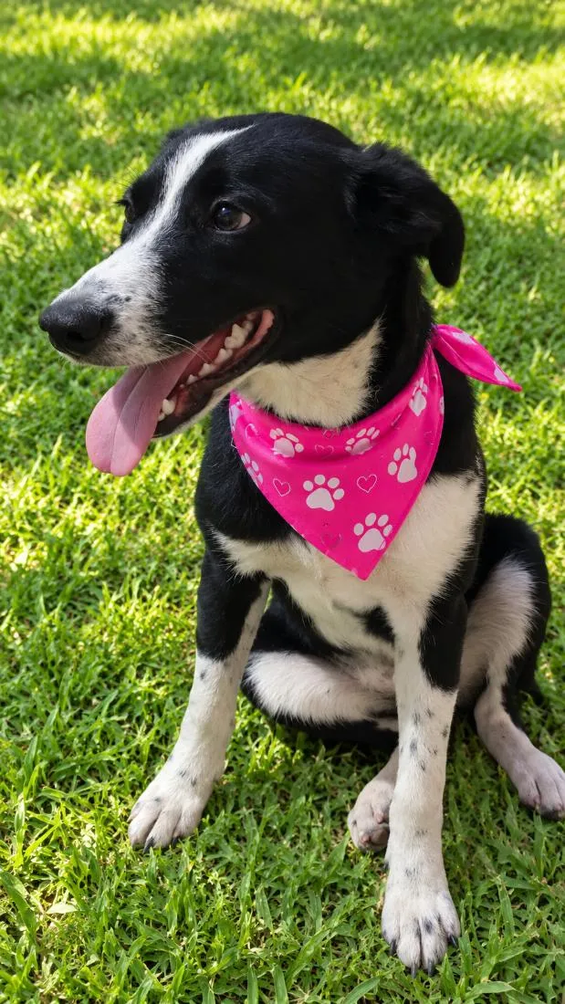 Cachorro raça SRD-ViraLata idade 1 ano nome Doroty