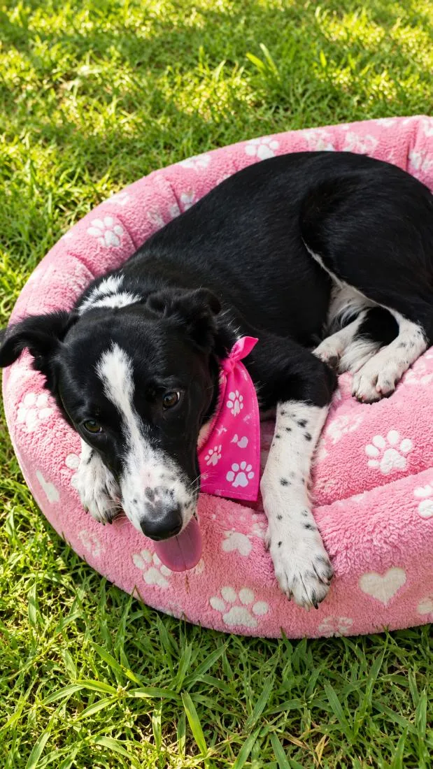 Cachorro raça SRD-ViraLata idade 1 ano nome Doroty