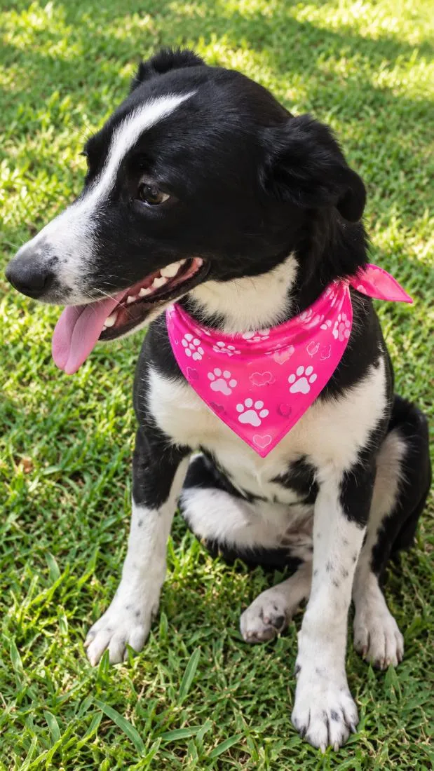 Cachorro raça SRD-ViraLata idade 1 ano nome Doroty