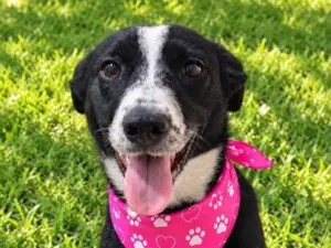 Cachorro raça SRD-ViraLata idade 1 ano nome Doroty