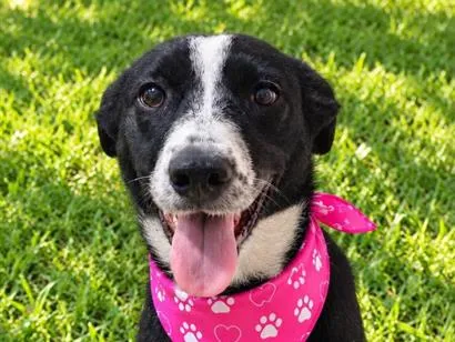 Cachorro raça SRD-ViraLata idade 1 ano nome Doroty
