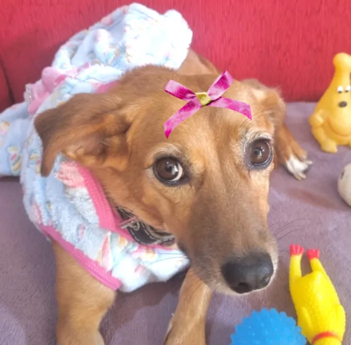 Cachorro raça SRD-ViraLata idade 1 ano nome Milena