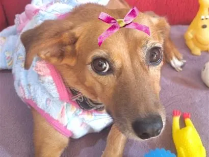 Cachorro raça SRD-ViraLata idade 1 ano nome Milena