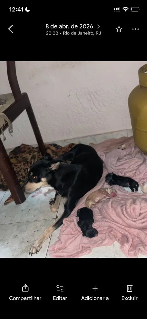 Cachorro raça SRD-ViraLata idade 2 anos nome Scarlett