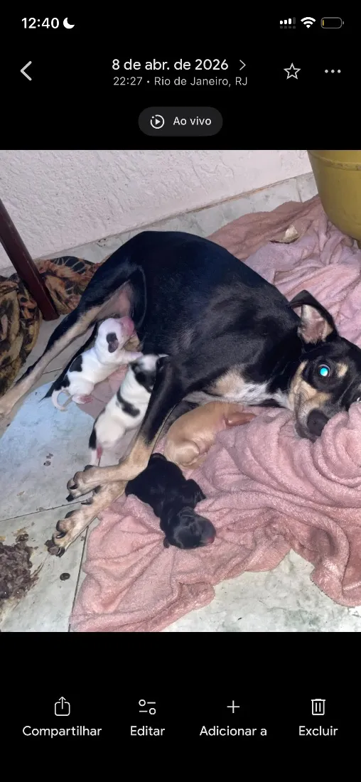 Cachorro raça SRD-ViraLata idade 2 anos nome Scarlett