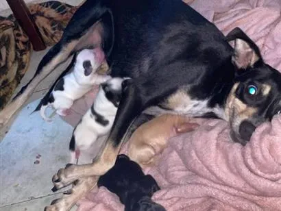 Cachorro raça SRD-ViraLata idade 2 anos nome Scarlett