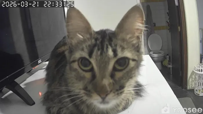 Gato raça SRD-ViraLata idade 4 anos nome Ravena