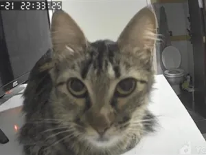 Gato raça SRD-ViraLata idade 4 anos nome Ravena
