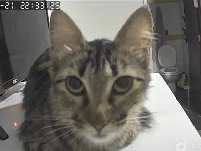 Gato raça SRD-ViraLata idade 4 anos nome Ravena
