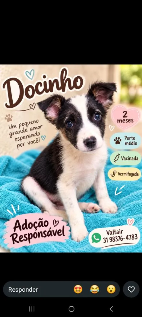 Cachorro raça SRD-ViraLata idade Abaixo de 2 meses nome Docinho