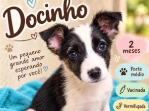Cachorro raça SRD-ViraLata idade Abaixo de 2 meses nome Docinho