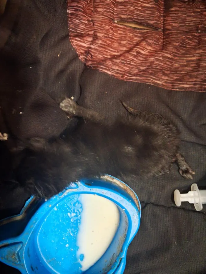 Gato raça SRD-ViraLata idade Abaixo de 2 meses nome nao tenho nome