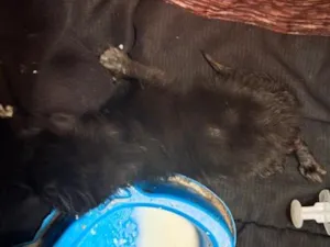Gato raça SRD-ViraLata idade Abaixo de 2 meses nome nao tenho nome