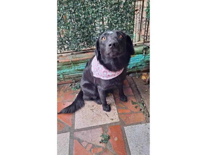 Cachorro raça SRD-ViraLata idade 3 anos nome Alice