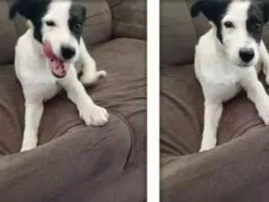 Cachorro raça SRD-ViraLata idade 2 a 6 meses nome sem nomes