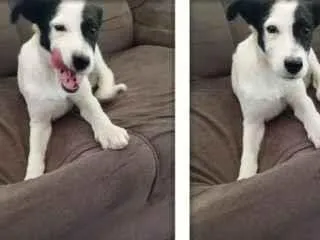Cachorro raça SRD-ViraLata idade 2 a 6 meses nome sem nomes