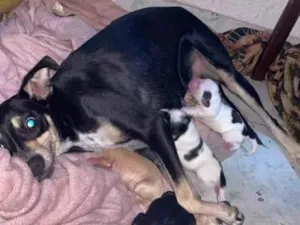 Cachorro raça SRD-ViraLata idade 2 anos nome Scarlett
