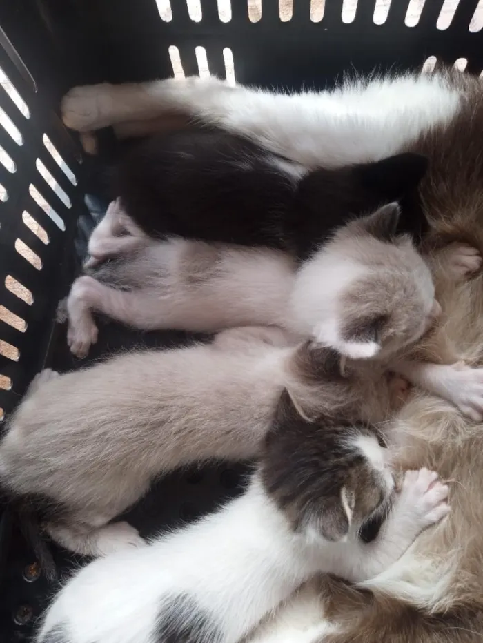 Gato raça SRD-ViraLata idade Abaixo de 2 meses nome não tem nome 
