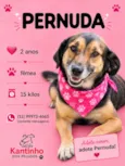 Pernuda