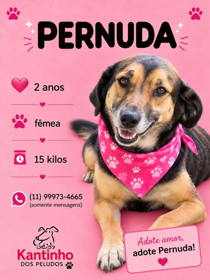 Cachorro raça SRD-ViraLata idade 2 anos nome Pernuda