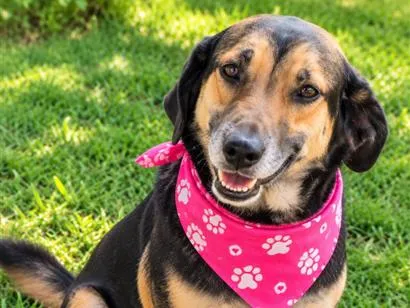 Cachorro raça SRD-ViraLata idade 2 anos nome Pernuda