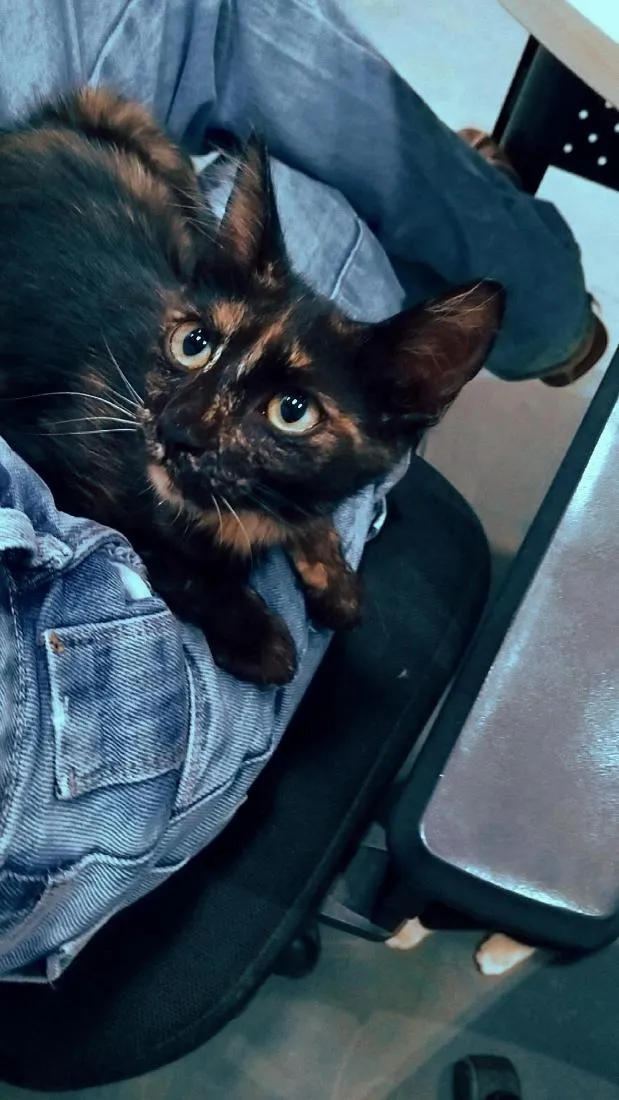 Gato raça SRD-ViraLata idade 2 a 6 meses nome syrax