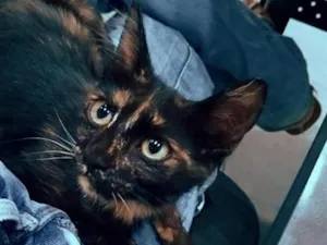 Gato raça SRD-ViraLata idade 2 a 6 meses nome syrax