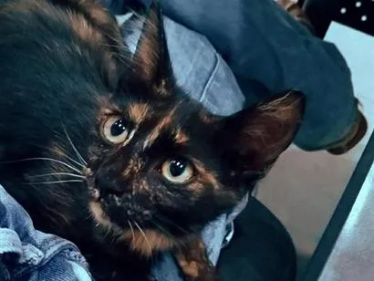 Gato raça SRD-ViraLata idade 2 a 6 meses nome syrax