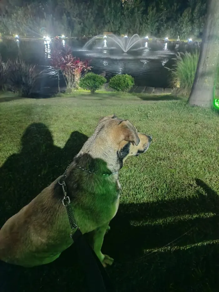 Cachorro raça SRD-ViraLata idade 4 anos nome Gordo