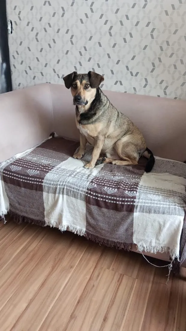 Cachorro raça SRD-ViraLata idade 4 anos nome Gordo