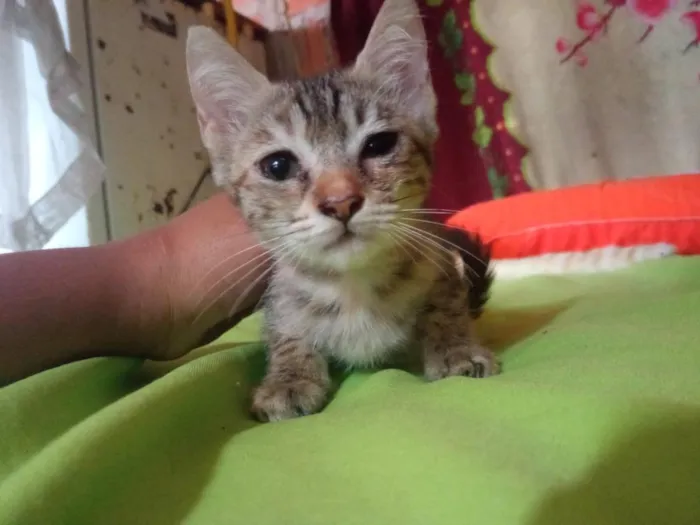 Gato raça SRD-ViraLata idade 2 a 6 meses nome lia 