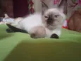 lia 