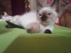 Gato raça SRD-ViraLata idade 2 a 6 meses nome lia 