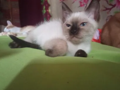 Gato raça SRD-ViraLata idade 2 a 6 meses nome lia 