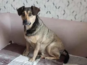Cachorro raça SRD-ViraLata idade 4 anos nome Gordo