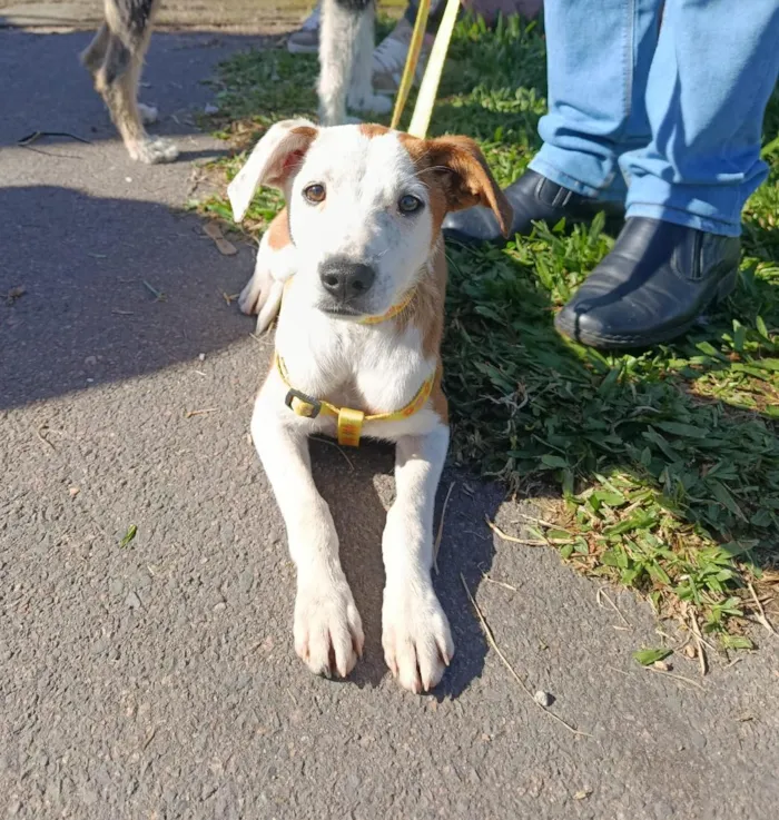 Cachorro raça SRD-ViraLata idade 7 a 11 meses nome Bela