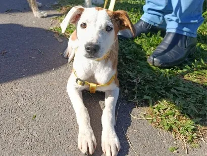 Cachorro raça SRD-ViraLata idade 7 a 11 meses nome Bela