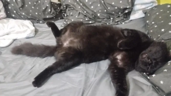 Gato raça SRD-ViraLata idade 6 ou mais anos nome Salem 