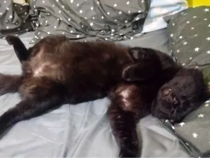 Gato raça SRD-ViraLata idade 6 ou mais anos nome Salem 