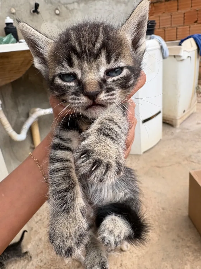 Gato raça SRD-ViraLata idade 2 a 6 meses nome rajados 