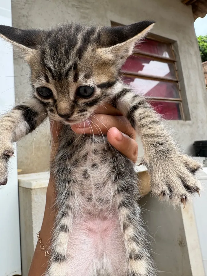 Gato raça SRD-ViraLata idade 2 a 6 meses nome rajados 
