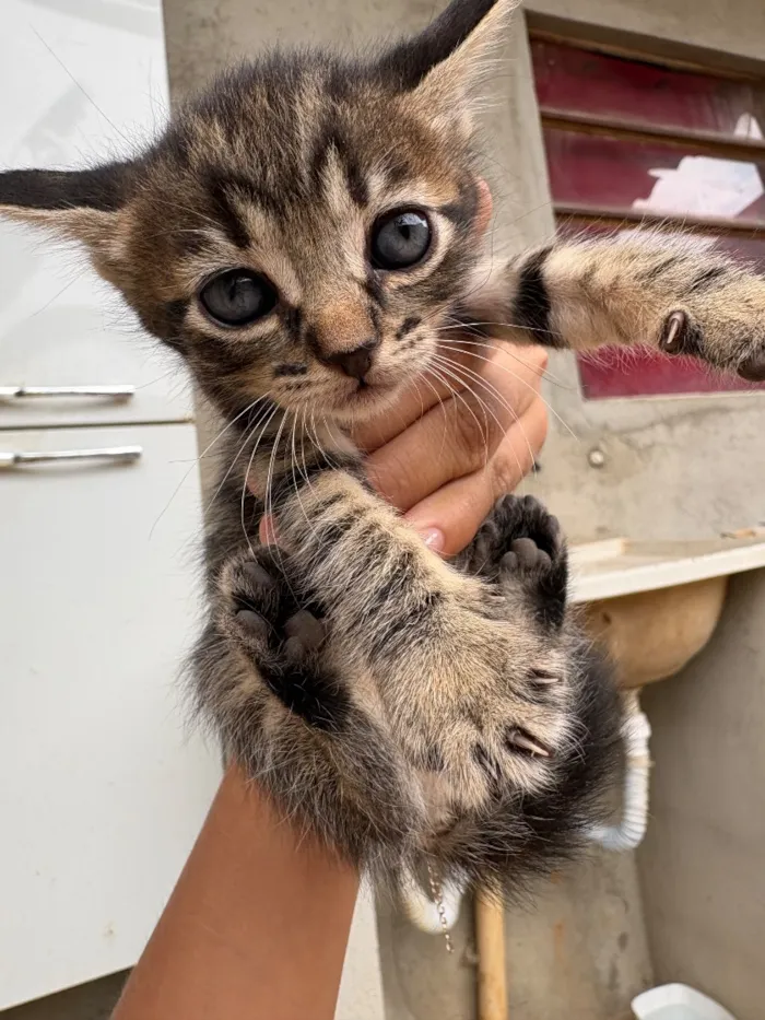 Gato raça SRD-ViraLata idade 2 a 6 meses nome rajados 