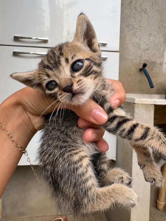 Gato raça SRD-ViraLata idade 2 a 6 meses nome rajados 