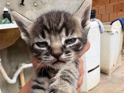 Gato raça SRD-ViraLata idade 2 a 6 meses nome rajados 