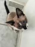 Scar