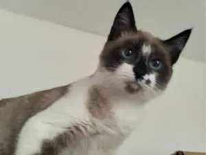 Gato raça Siamês idade 7 a 11 meses nome Scar