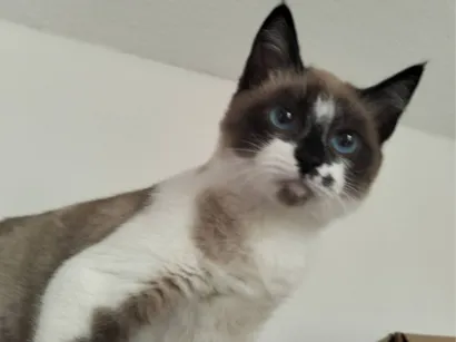 Gato raça Siamês idade 7 a 11 meses nome Scar
