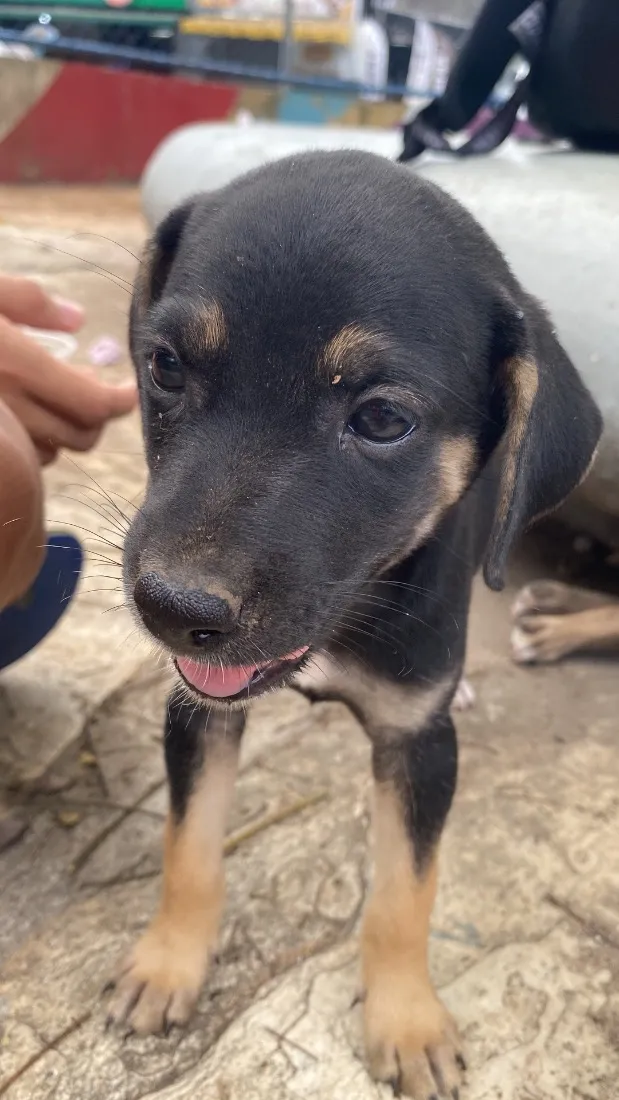 Cachorro raça SRD-ViraLata idade 2 a 6 meses nome bradock 